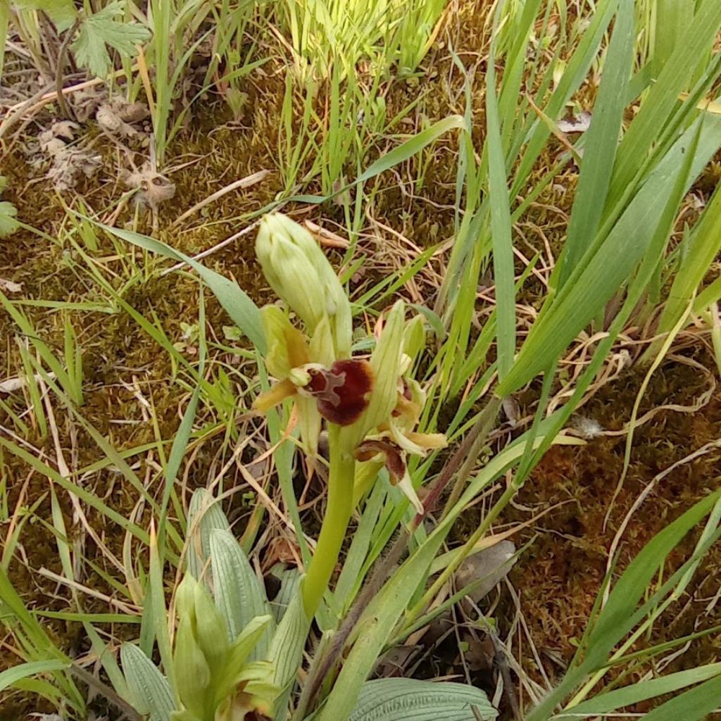 orchidee-Casentino